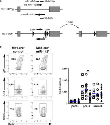 miR-142 favors naïve B cell residence in peripheral lymph nodes